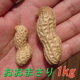 楽天市場 生 落花生の通販