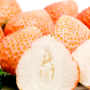 wOiƂjPVP C`Sc 4Zbgx̂悤ȍ̃C`S