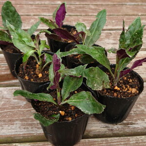 wn_}//O؂̕c 6Zbgx؁EƂĂmĂĖ؁