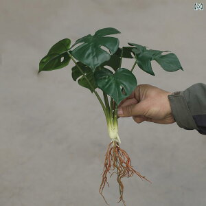 tFCNO[ k J st lHϗtA ~ A[t Xe S̗t CeA fBXvC  EFfBO { GǍD O[ PVCf