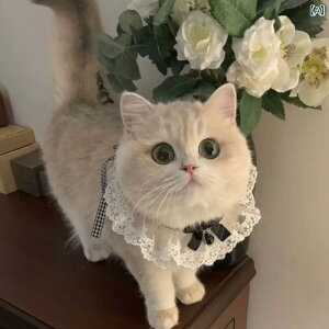 ybgp XJ[t 悾ꂩ  L ^p X^C o_i 킢  `FbN ԕ { lN^C ANZT[  U o ig