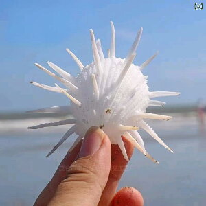 �A�N�A���E���p�i �V�R �L�k ���L �V�F�� �A�����J�E�~�M�N �z���C�g DIY �n���h���C�h ���� �I�u�W�F ���C�A�E�g ���� �e�����E�� �V���[�P�[�X �f�B�X�v���C �ӏ�