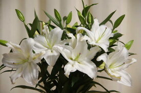 大輪の白オリエンタル百合5本花束【母の日にどうぞ】