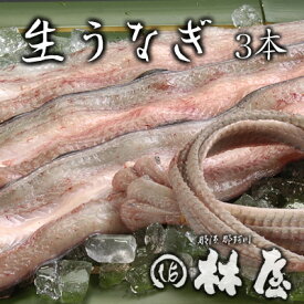 楽天市場 生 うなぎの通販
