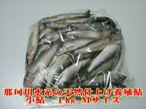 Ƃv~A@ KISAKU @@i M TCY@1kg j(߉ϐ쐅nVRdグSS̗{B)