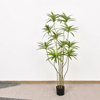 楽天市場】140cm（観葉植物｜花・観葉植物）：花・ガーデン・DIYの通販