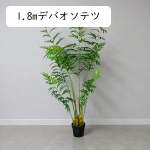 ソテツ盆栽 ソテツ 小さい鉢植え ソテツ サイズ 花束・観葉植物・盆栽 ミニ 観葉植物 花・観葉植物 花・ガーデン・DIYの通販