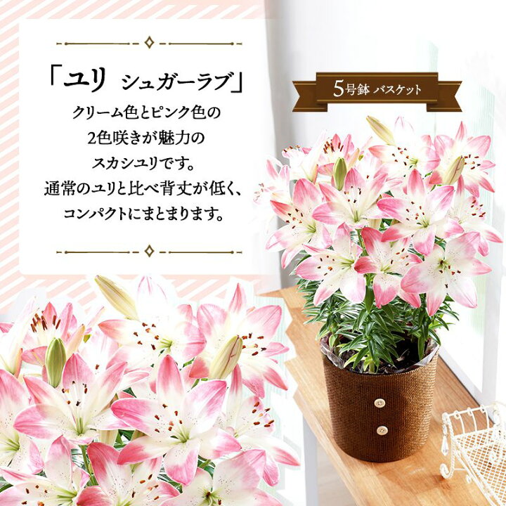 楽天市場 ユリ シュガーラブ Mr37 7 鉢植え 鉢 花 生花 ゆり フラワー おすすめ かわいい おしゃれ 花プレゼント メッセージカード付 お祝い 内祝い お礼 お母さん 義母 ギフト 送料無料 プレゼント 22 実用的 ギフト百花 楽天市場 ユリ シュガーラブ Mr37 7 鉢植え 鉢 花 生花 ゆり フラワー おすすめ かわいい おしゃれ 花プレゼント メッセージカード付 お祝い 内祝い お礼 お母さん 義母 ギフト 送料無料 プレゼント 22 実用的 ギフト百花