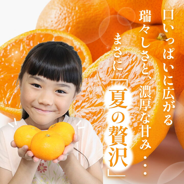 楽天市場】【 お中元 2026/6/25〜8/10お届け】蒲郡 温室みかん Mサイズ オレンジMサイズ色々詰め合わせ
