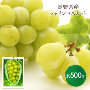 【2025/12/1〜12/20お届け】 早割 お歳暮 2025 長野県産 シャインマスカット 貯蔵品 約 500g SN6003-010046 フルーツ くだもの 果物 マスカット ぶどう 長野 ギフト 送料無料 プレゼント 冬ギフト 御歳暮