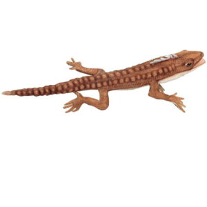 �n���T�yHANSA�z���A���ʂ�����݃��J�V�g�J�Q 50