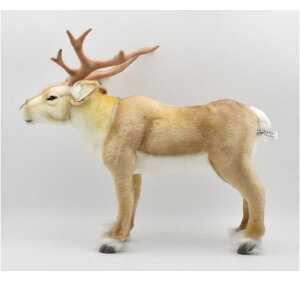 nTyHANSAzAʂ݃giJC45 NX}X kWJ