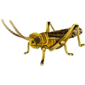 nTyHANSAzAʂ ToNgrob^ 39 DESERT LOCUST  ނ