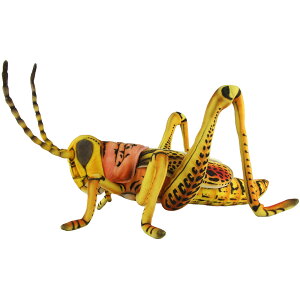 nTyHANSAzAʂ ob^ 84 GRASSHOPPER  ނ BIG TCY