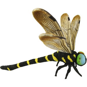 nTyHANSAzAʂ g{ Ij} 46 GOLDEN-RINGED DRAGONFLY  ނ 傫TCY {ő