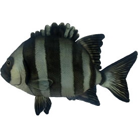 ハンサ【HANSA】リアルぬいぐるみ イシダイ 34 PARROT FISH さかな 魚