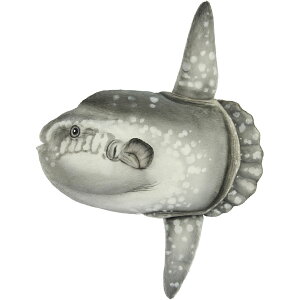 nTyHANSAzAʂ }{E 52 SUN FISH  