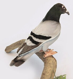 nTyHANSAzAʂ݃ng29cm ȁے