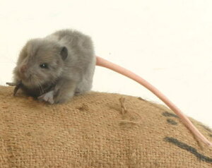 nTyHANSAzAʂ݊DFlY~27cm 2܂Ń[։