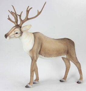 nTyHANSAzAʂ݃giJC 85cm