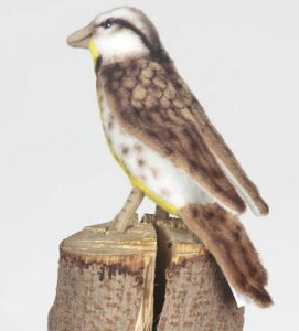 nTyHANSAzAʂ݃Ld^AJVNC12cm