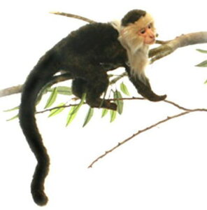 nTyHANSAzAʂ݃I}LU 50cm