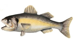 nTyHANSAzAʂ݃V[oX 36cm