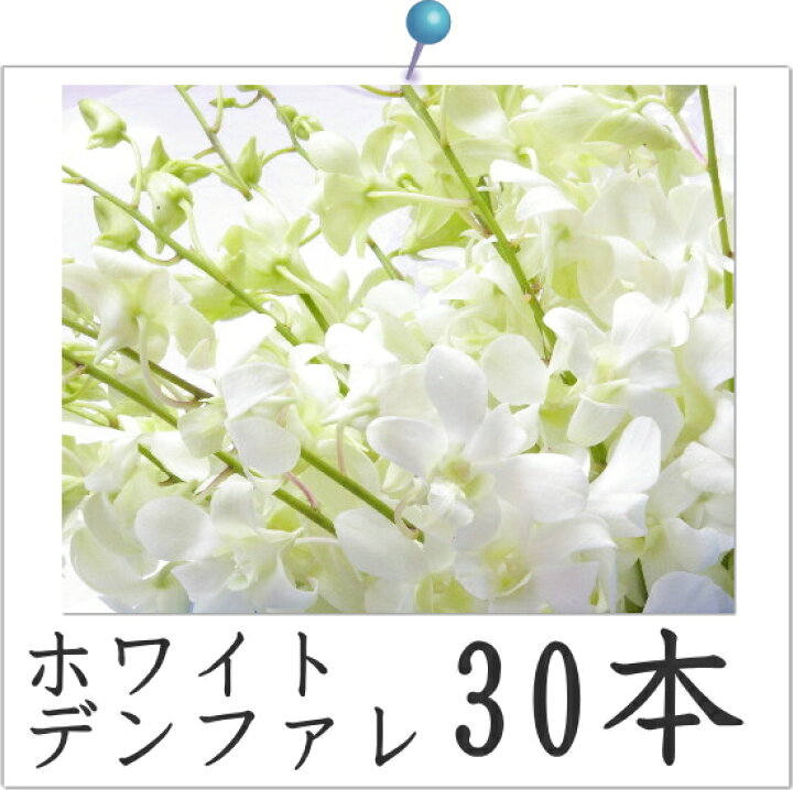 楽天市場 デンファレ 白 ホワイト シロ ビッグホワイト レイ 30本 安い 洋蘭 お供え 誕生日 お礼 フラ シンガポール タイ 5点 150本 以上のご購入で基本送料無料 デンファレは計300本まで同梱可能 Natural Earth