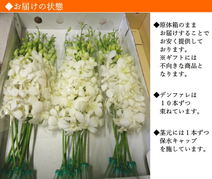 楽天市場 デンファレ 白 ホワイト シロ ビッグホワイト レイ 30本 安い 洋蘭 お供え 誕生日 お礼 フラ シンガポール タイ 5点 150本 以上のご購入で基本送料無料 デンファレは計300本まで同梱可能 Natural Earth