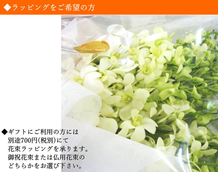 楽天市場 デンファレ 白 ホワイト シロ ビッグホワイト レイ 30本 安い 洋蘭 お供え 誕生日 お礼 フラ シンガポール タイ 5点 150本 以上のご購入で基本送料無料 デンファレは計300本まで同梱可能 Natural Earth