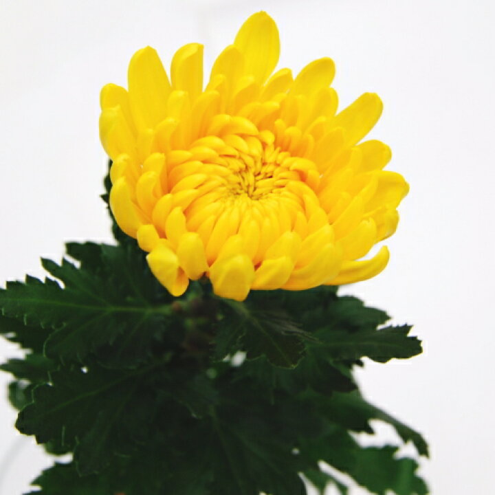 楽天市場 菊 大菊 輪菊 1本仏事 お供え 供花 メッセージカード無料 鮮度保持剤 命日 マム 白菊 黄菊 赤菊 Natural Earth