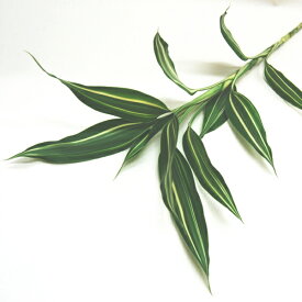 楽天市場 生花 切り花 種類 植物 ドラセナ 幸福の木 の通販