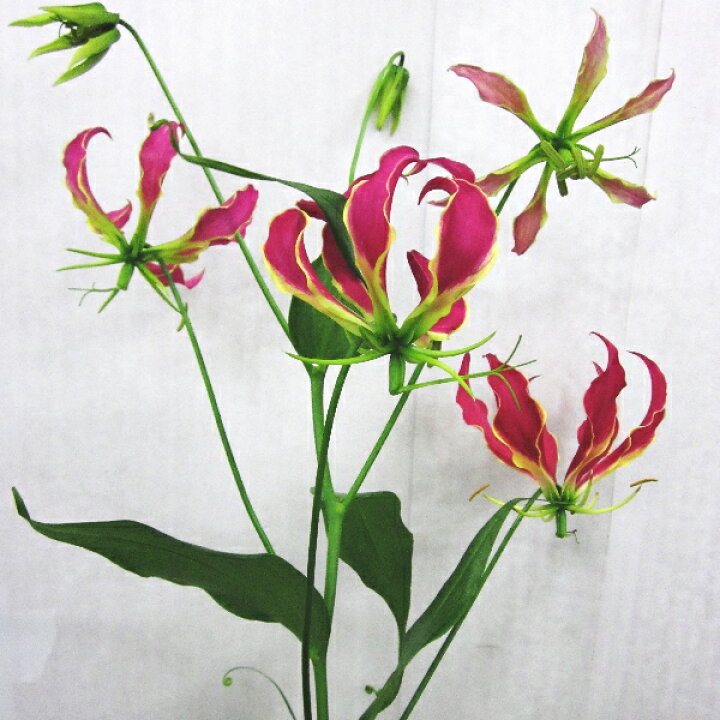 楽天市場 グロリオサ 1本花 切花 花束 お祝い 誕生日 お正月 メッセージカード無料 楽ギフ メッセ入力 鮮度保持剤 命日 楽ギフ メッセージカード Natural Earth