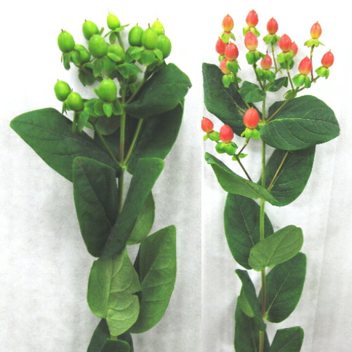 楽天市場】【切花】【選べる福袋対象商品】ヒペリカム1本 ◎ 仏事  