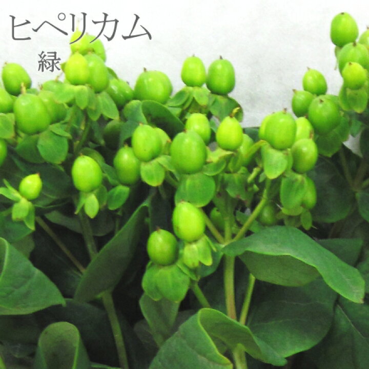 楽天市場】【切花】【選べる福袋対象商品】ヒペリカム1本 ◎ 仏事  