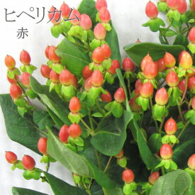 楽天市場 ヒペリカム 花束 切花 花 観葉植物 花 ガーデン Diyの通販