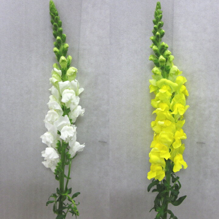楽天市場 金魚草 1本花 切花 自宅 メッセージカード無料 誕生日 楽ギフ メッセ入力 鮮度保持剤 命日 楽ギフ メッセージカード Natural Earth