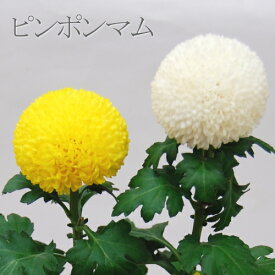 楽天市場 お月見 花の通販