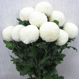 楽天市場 ピンポンマム ポンポンマム 1本から購入ok 丸い菊 お供え 命日 法事 仏花 墓花 30本以上の購入で基本送料無料 重陽の節句 正月 お月見 Natural Earth