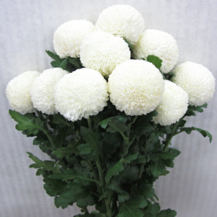 楽天市場 ピンポンマム ポンポンマム 1本から購入ok 丸い菊 お供え 命日 法事 仏花 墓花 30本以上の購入で基本送料無料 重陽の節句 正月 お月見 Natural Earth