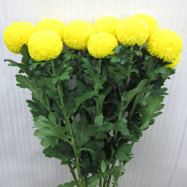 楽天市場 ピンポンマム ポンポンマム 1本から購入ok 丸い菊 お供え 命日 法事 仏花 墓花 30本以上の購入で基本送料無料 重陽の節句 正月 お月見 Natural Earth