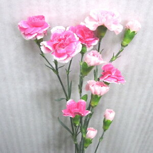 y؉ԁzyIׂ镟ܑΏۏizXv[J[l[V1{yzyzybZ[WJ[hzyyMt_bŹzyNxێ܁zyzyyMt_ bZ[WJ[hzy