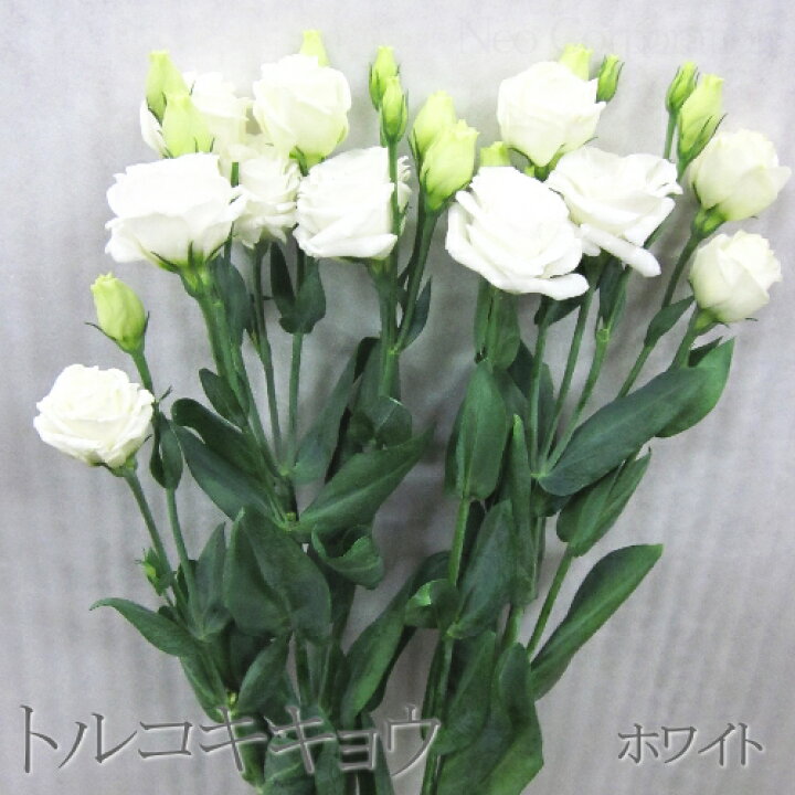 楽天市場 トルコキキョウ 1本とるこ桔梗 花 切花 花束 仏事 お供え メッセージカード無料 楽ギフ メッセ入力 鮮度保持剤 命日 楽ギフ メッセージカード Rcp Natural Earth