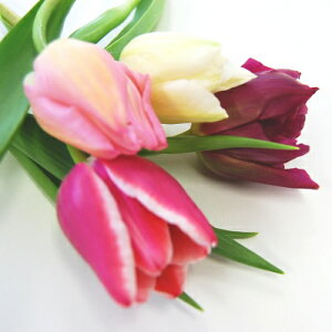 `[bv@1{a@Ɓ@@؉ԁ@ԑɂ@ސEj@@NX}X@@ԁ@bZ[WJ[h