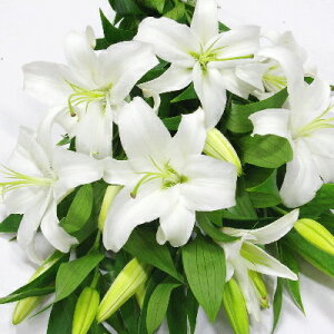 IG^  1{ S sN Q  t[  j  a LO ؑ֌n3`5 ̓ {wOK iws NX^uJ JTuJ V