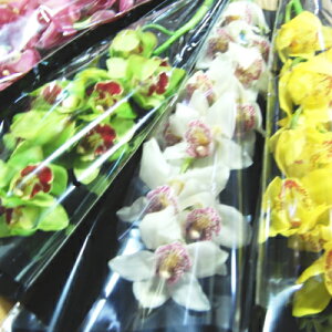 y؉ԁzyIׂ镟ܑΏۏizփVrW[yVNzyNzybZ[WJ[hzyyMt_bŹzyNxێ܁zyzyyMt_ bZ[WJ[hzyR