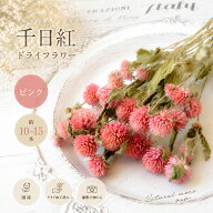 千日紅 ドライフラワー （ピンク） 約10～15本 ｜ 国産 ナチュラルピンク 花材 ワークショップ レッスン