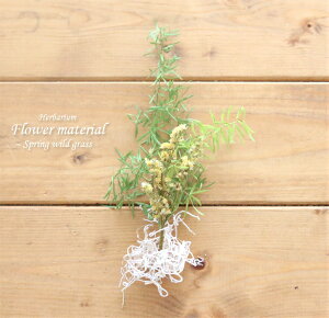 【ハーバリウム キット】ハーバリウム 花材 セット1本分(若草) グリーン 植物 緑 自然 手作りキット プレゼント オリジナル 植物標本 手作り 初心者 プリザーブド ドライフラワー 誕生日