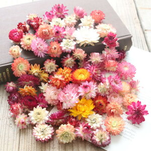 wNT wbh ~bNX J[ i20gj  hCt[ ԍ L׍H MMN Y M\E 킢 _ n[oE nhCh [X f ޗ t