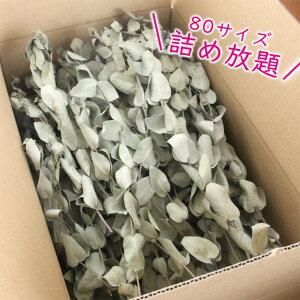 [J Oj[ 80TCY i{[  BOX